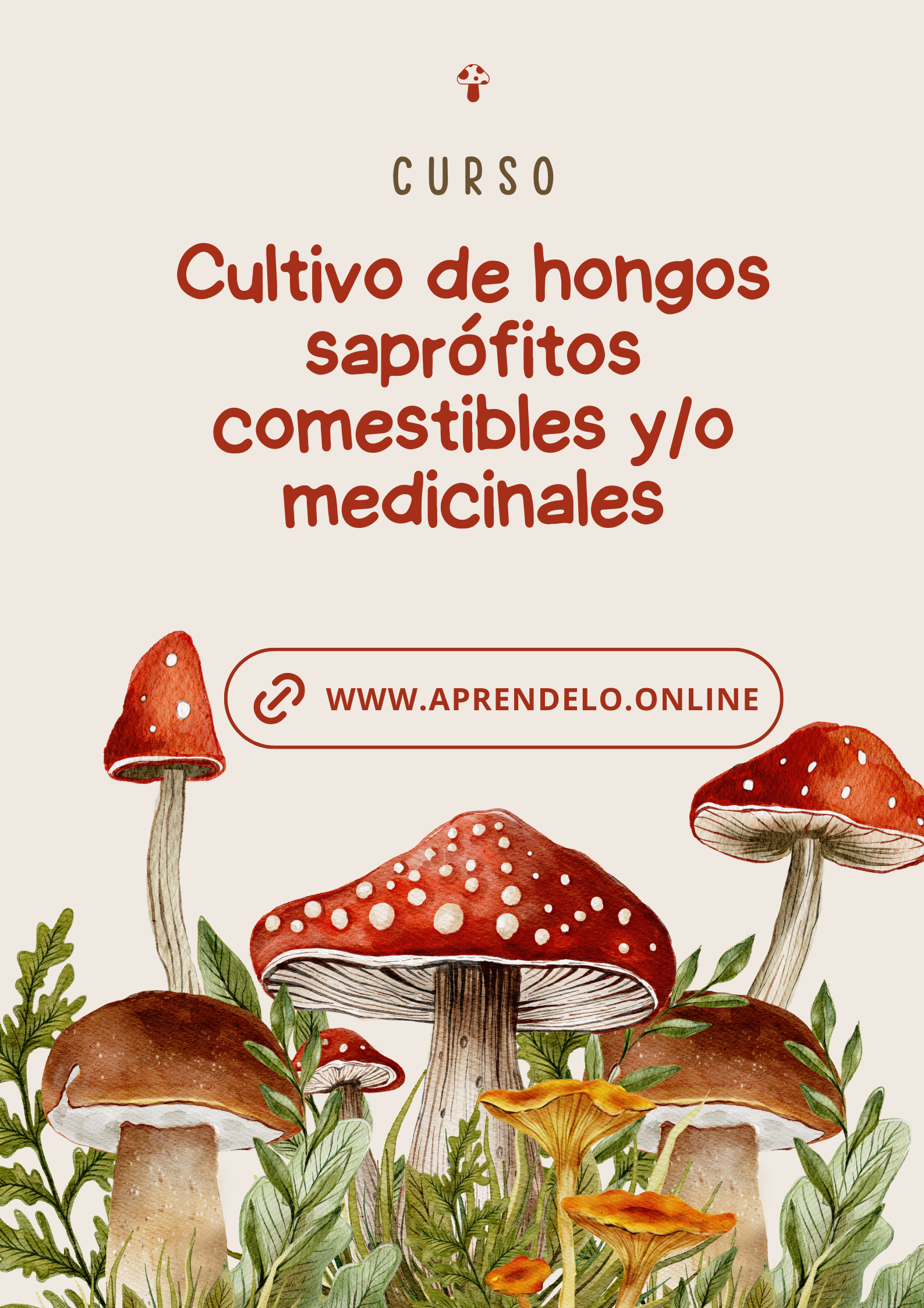 Image Cultivo de hongos saprófitos comestibles y/o medicinales