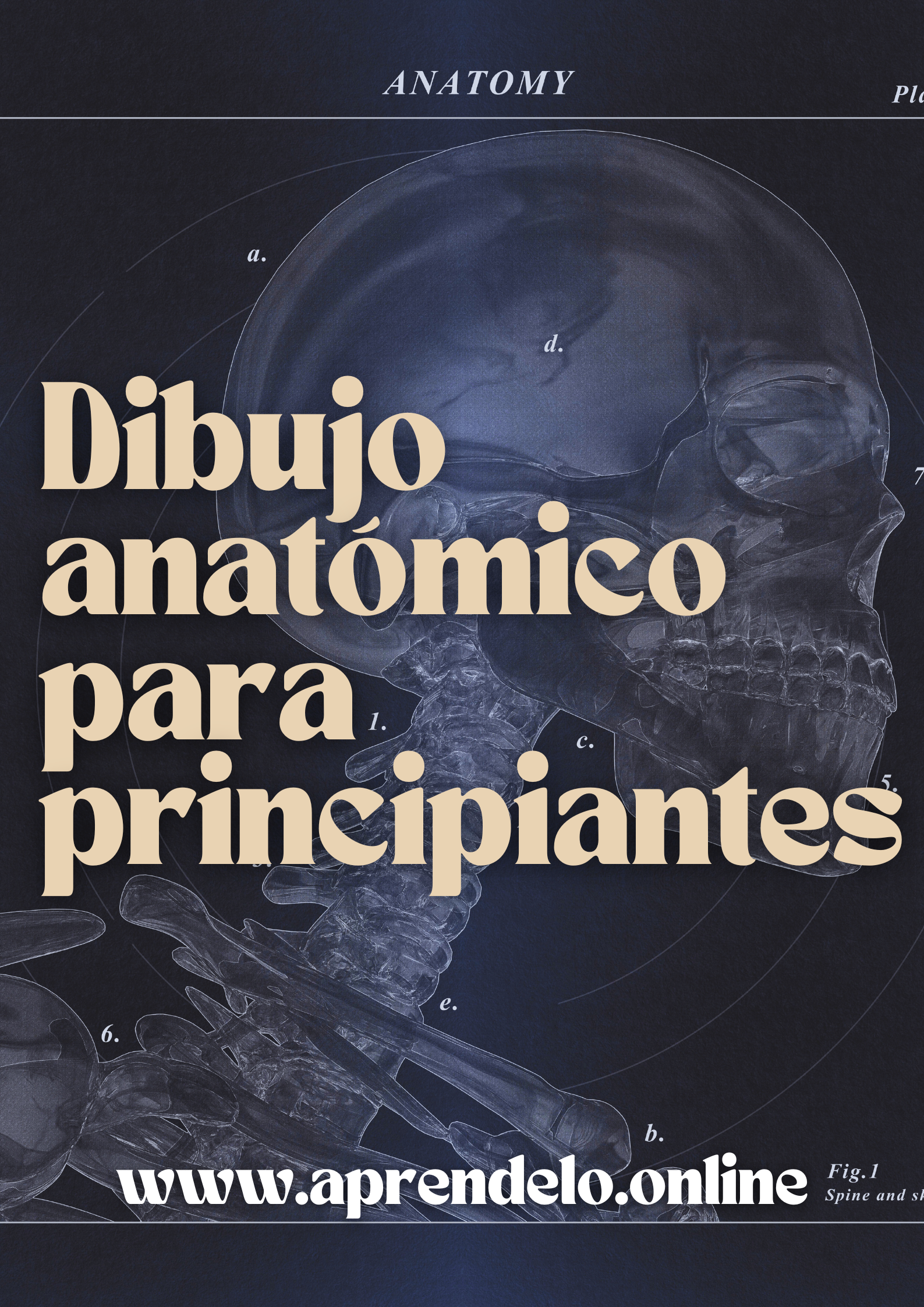 Image Dibujo anatómico para principiantes