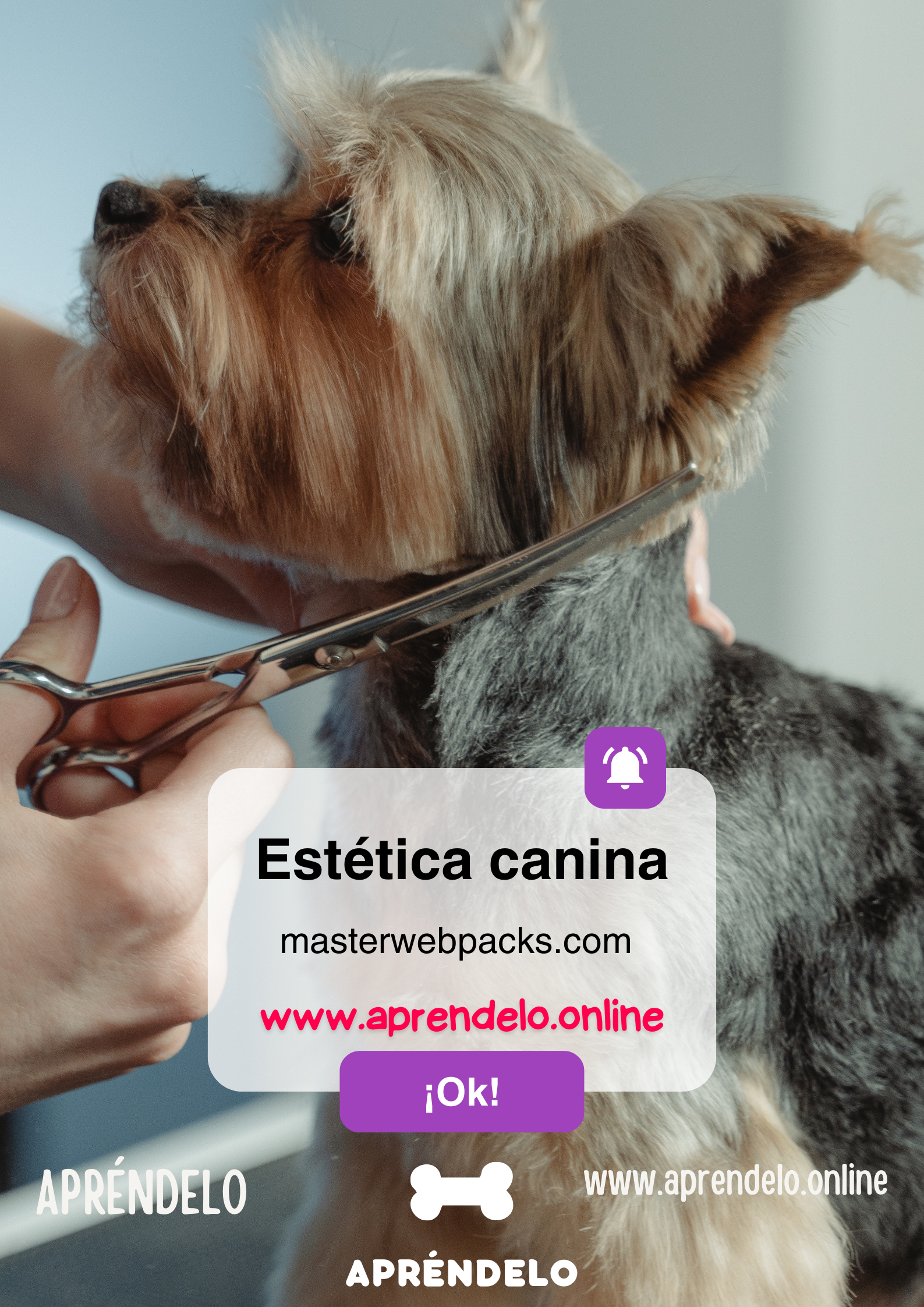 Image Estética canina - masterwebpacks.com