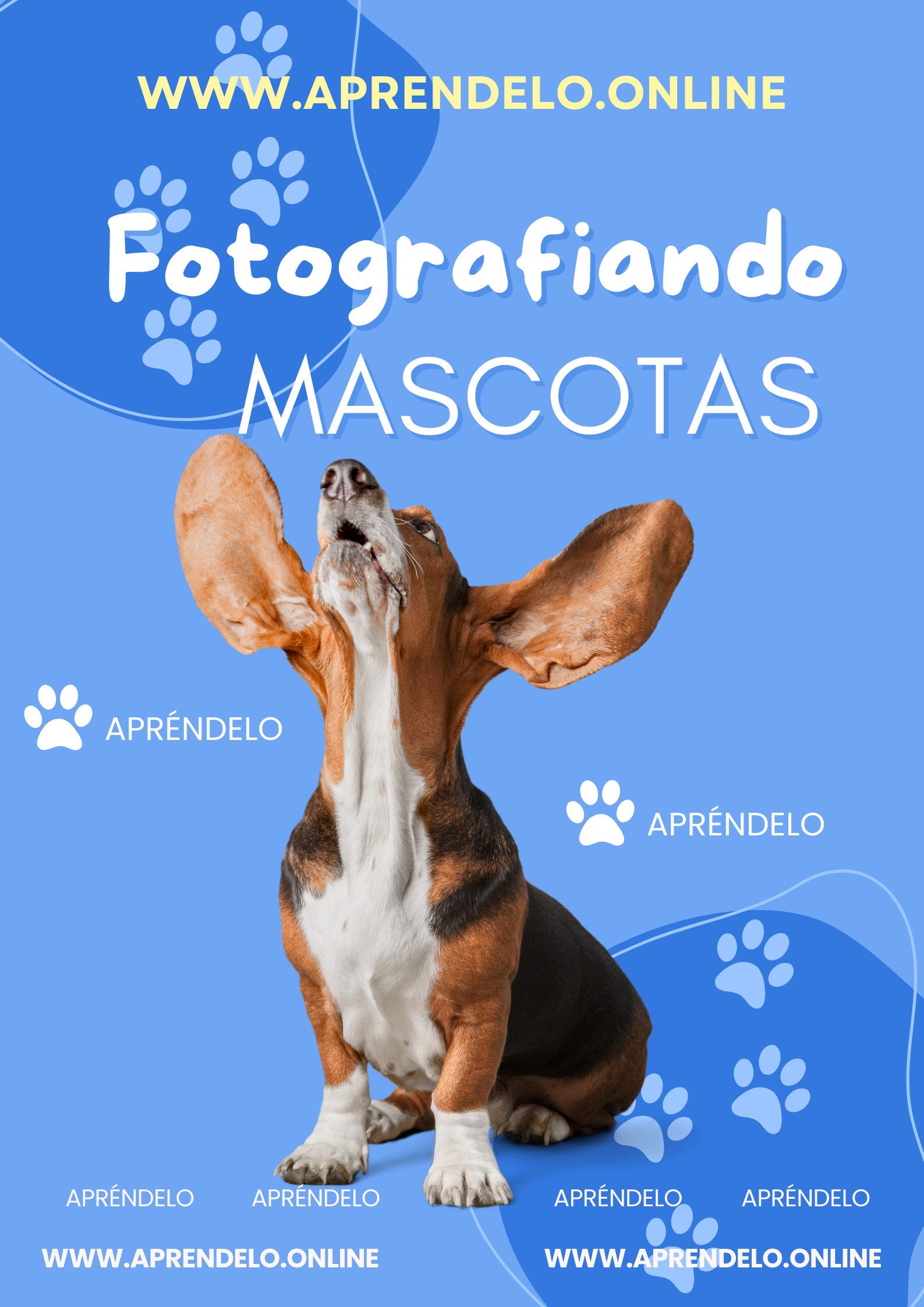 Image Fotografiando mascotas